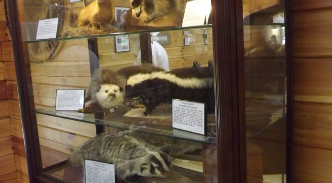 Jon “JT” Thorne, Taxidermist